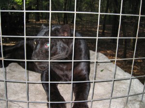 Shaquille the Leopard Was Beaten in the Face by Mitchell