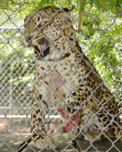 Leopard-Leg-Mauled-104