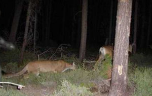 Cougar Stalking Deer