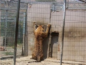 Tiger Rescue Colton CA John Weinhart