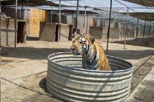 Tiger Rescue Colton CA John Weinhart