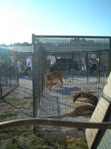 Barren Cages and Overcrowding at Wesa-A-Geh-Ya