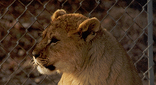 Lion Cub Father 