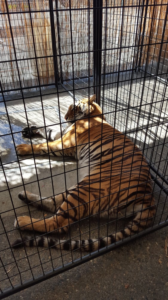 Sacramento County Fair tiger A Walk On The Wild Side