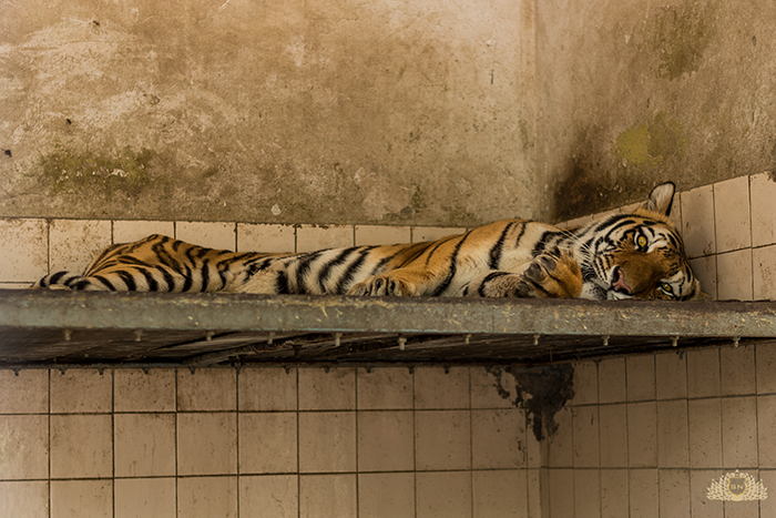 Karachi Zoo Abuse Tiger