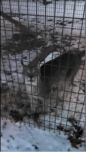 Baktan Lynx Died at Tiger Safari