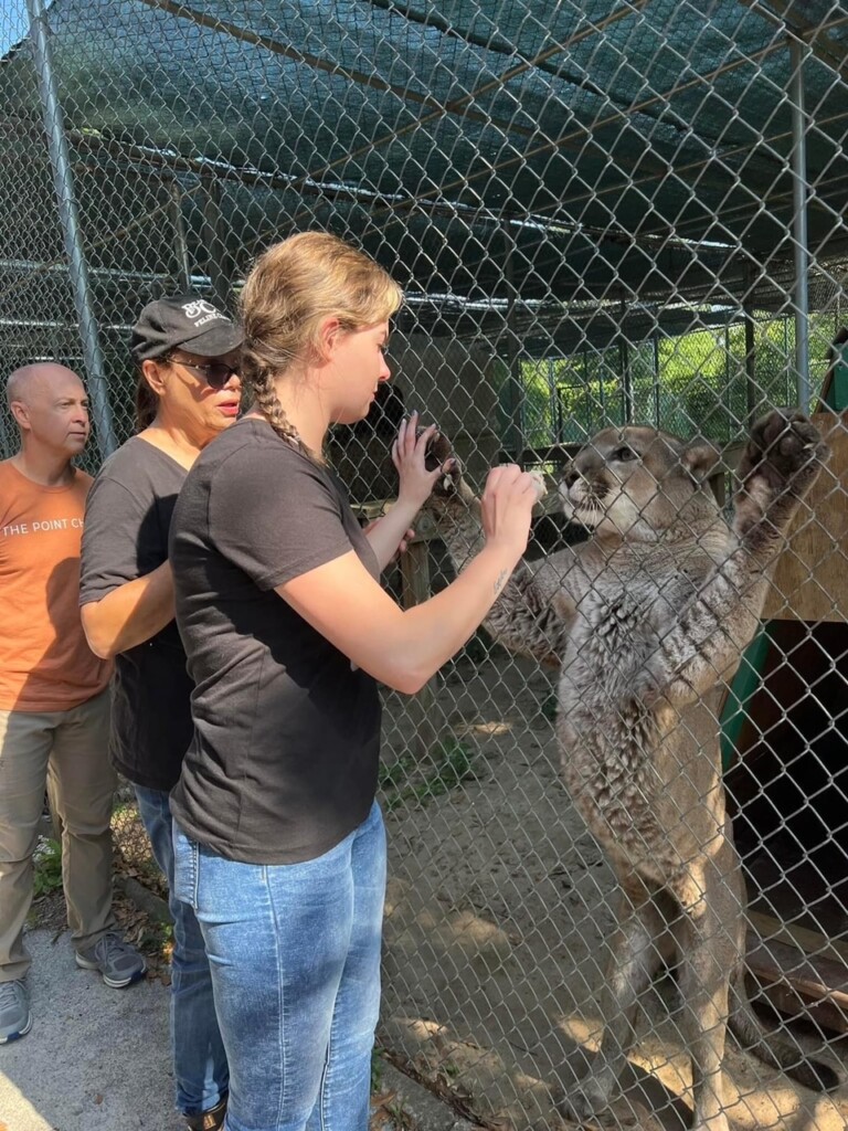 Woman touching paw of mountain lion in what appears to be a violation of the Big Cat Public Safety Act
