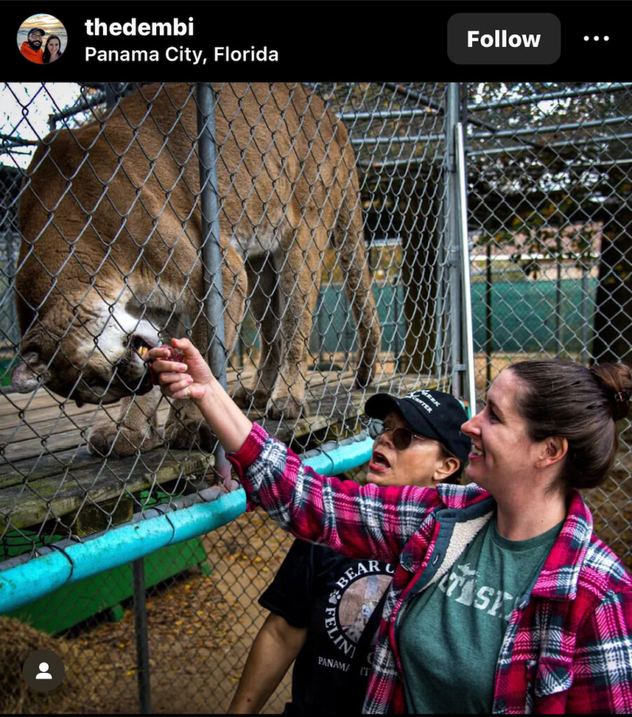 The Dembi hand feeding cougar in apparent violation of the Big Cat Public Safety Act
