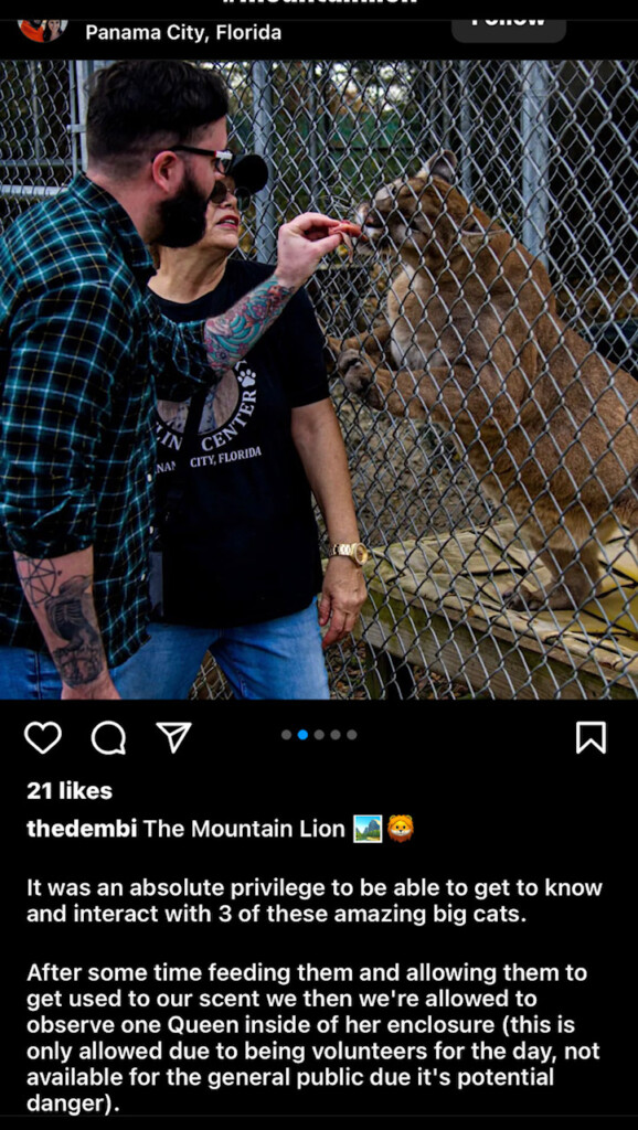 TheDembi hand feeding cougar in apparent violation of the Big Cat Public Safety Act