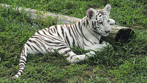 white Tiger