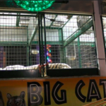 big cat habitat exploiting tigers lions