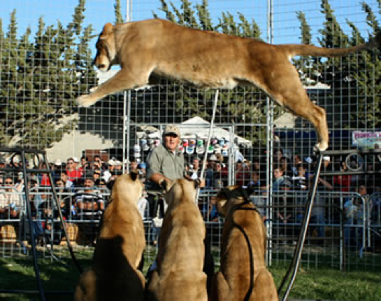 Lionesses were made to "dance" and jump on platforms to "demonstrate the lion's agility."