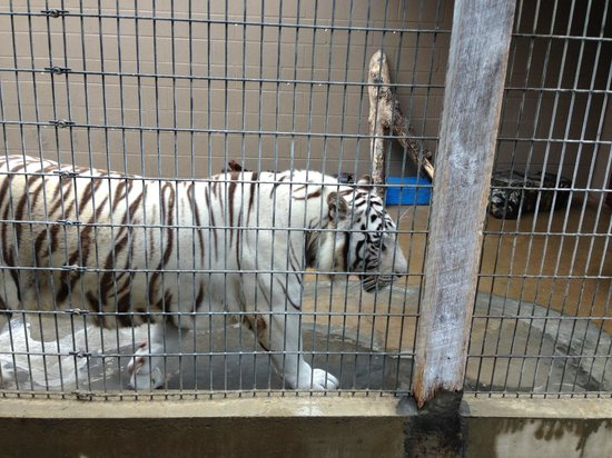 Cherokee Bear Zoo Exploiting Tiger Cubs
