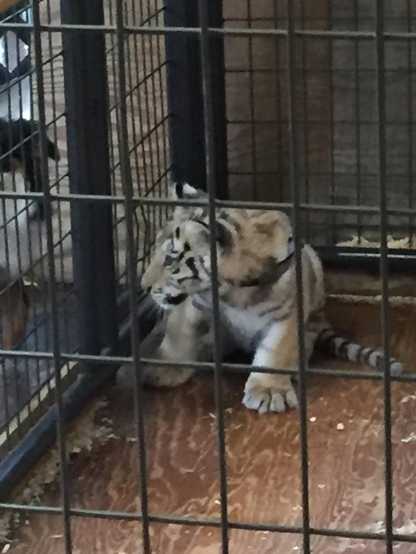 Cherokee Bear Zoo Exploiting Tiger Cubs