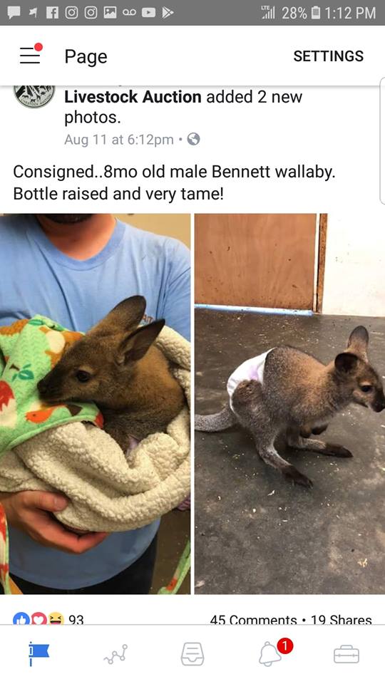 Frazier-Farms Bennet wallaby pets