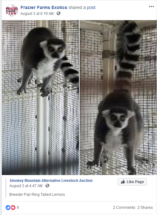 Frazier-Farms ringtail lemur pets