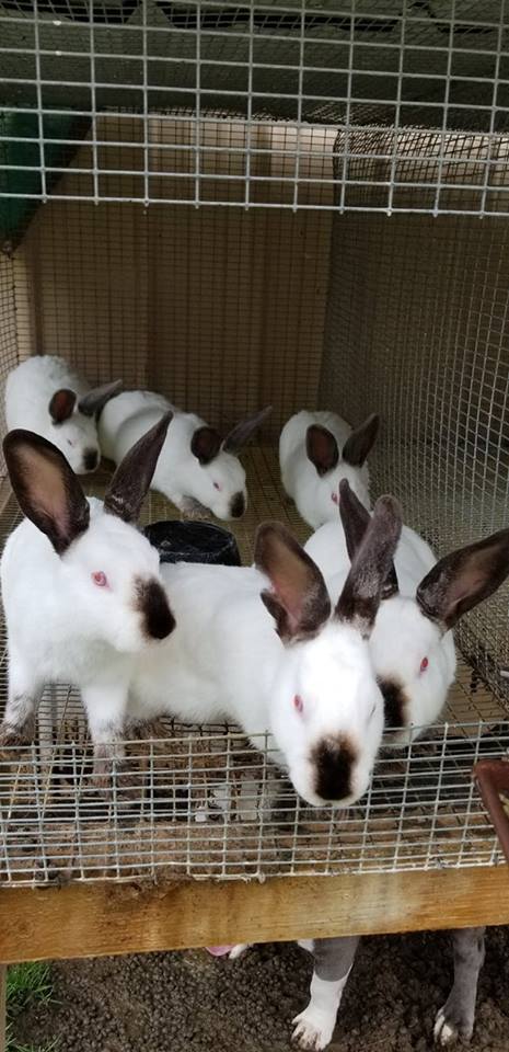 Frazier-Farms rabbits for sale