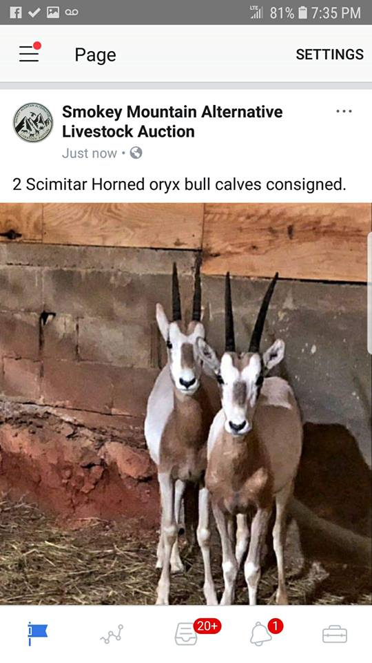 Frazier-Farms scimitar horned oryx for sale