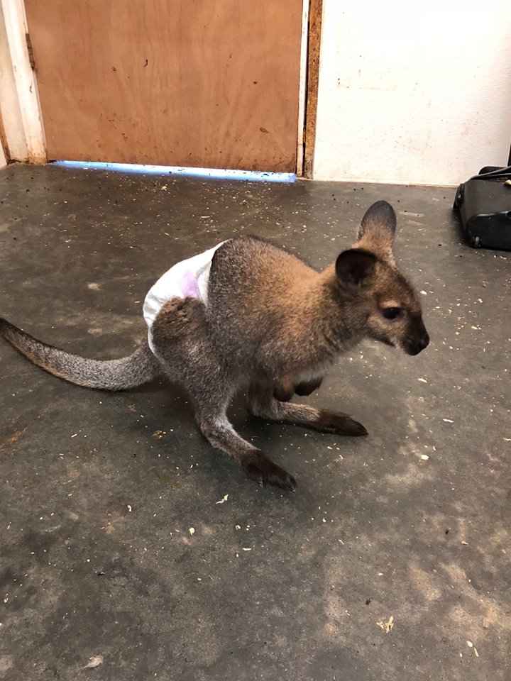 Frazier-Farms baby wallaby