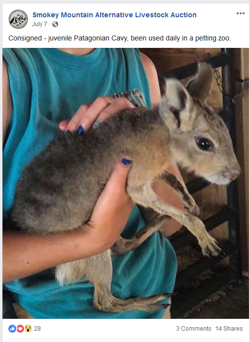 Frazier-Farms Patagonian cavy baby for sale
