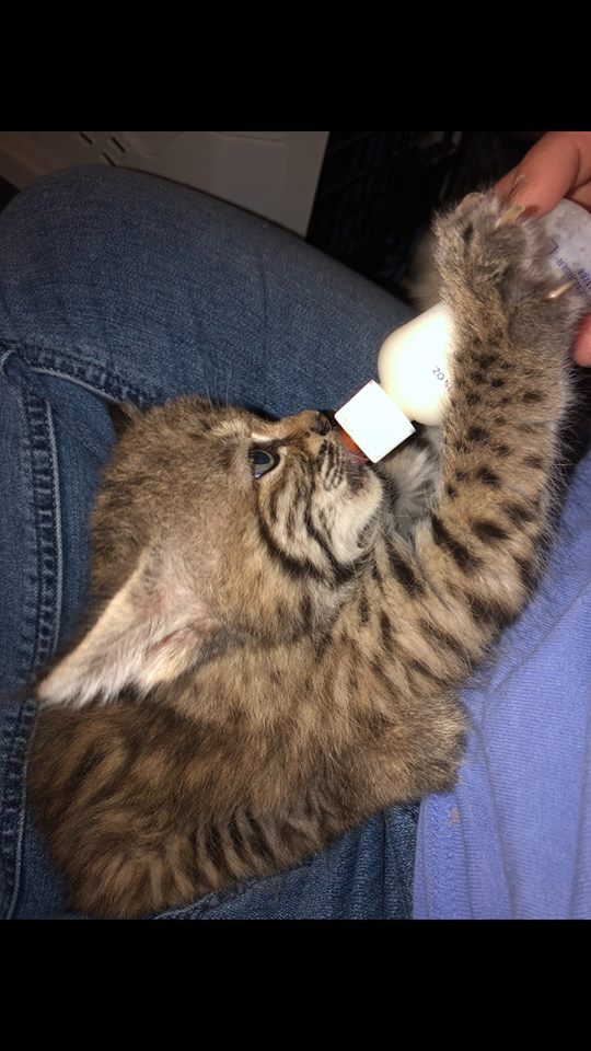 Frazier-Farms baby bobcat on bottle for sale