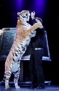 Jay Owenhouse exploiting a tiger on stage