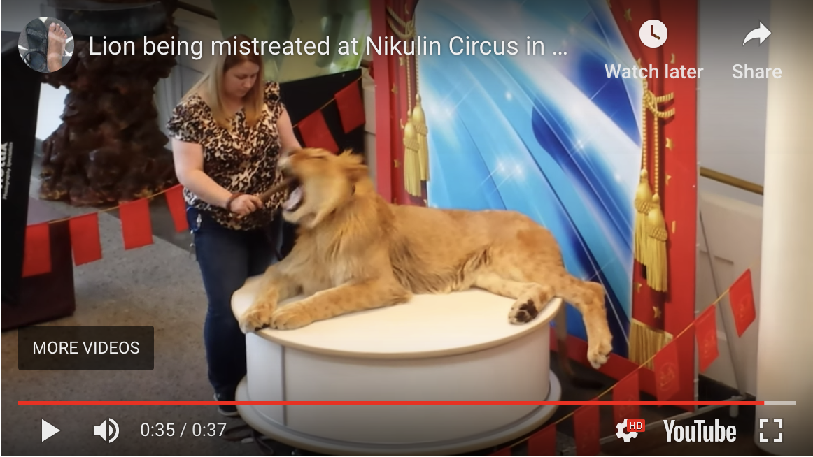 Nikulin Moscow Circus Russia gagging lion cub