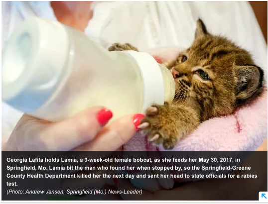 Bobcat Kitten Killed After being petted