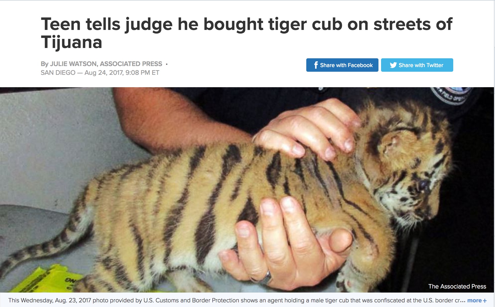 Tiger Cub Smuggled Mexico to California