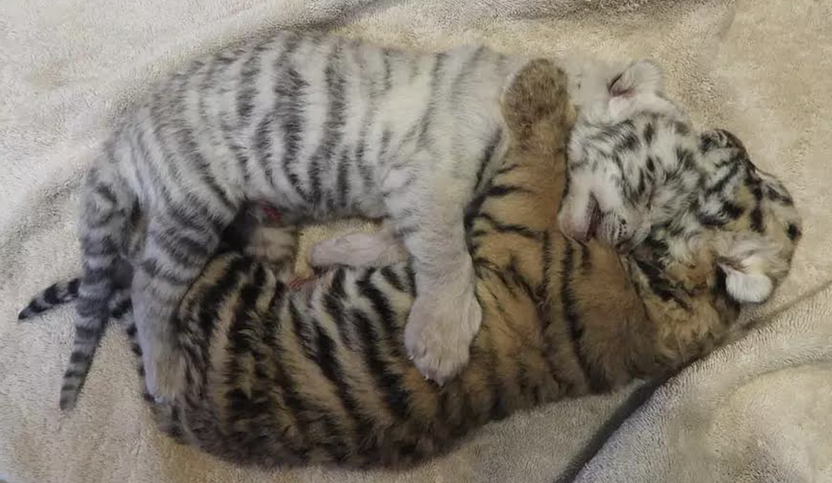 Stillborn Tiger Cubs Bred By Shalom Wildlife