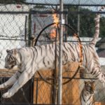 A white tiger named “Kaya” was photographed performing at the Rockingham County Fair with a large sore on her elbow