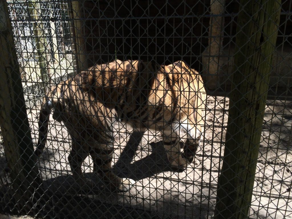 Emaciated Tiger at Waccatee Zoological Farm owned by Kathleen Futrell