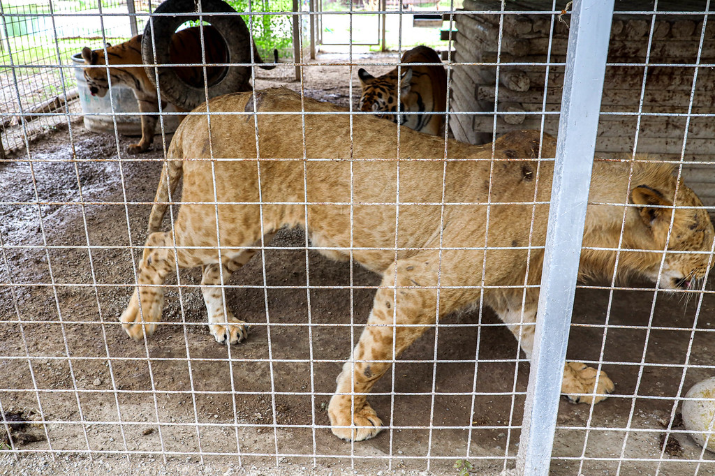 Overcrowded and injured cats owned by Jeff and Lauren Lowe