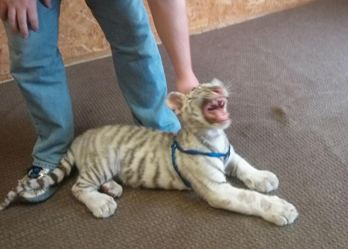 White tiger cub Thor at Zootastic 2016